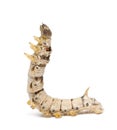 Silkworm larvae, Bombyx mori
