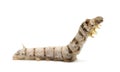 Silkworm larvae, Bombyx mori Royalty Free Stock Photo