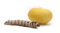 Silkworm larvae and cocoon, Bombyx mori Royalty Free Stock Photo