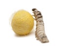 Silkworm larvae and cocoon, Bombyx mori Royalty Free Stock Photo