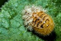 Silkworm Moth Caterpillar