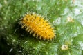 Silkworm Moth Caterpillar