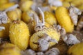 Silkworm Moth Newly Emerged From Yellow Cocoon