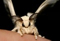 Silkworm moth on top of a finger
