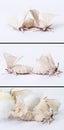 Silkworm moths mating Royalty Free Stock Photo