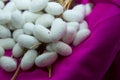 Silkworm Mulberry bombyx mori in the process of producing silk during cocooning. cocoons of silkworm for silk making . Hot Pink