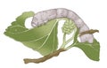 Silkworm