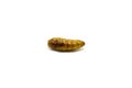 Silkworm, pupa fried is natural food,high protein, Isolated on w