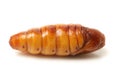 Silkworm, pupa fried is natural food,high protein Royalty Free Stock Photo