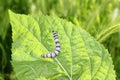 Silkworm ringed silk worm on mulberry green leaf Royalty Free Stock Photo