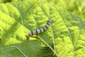 Silkworm ringed silk worm on mulberry green leaf