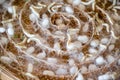 Silkworm with white cocoon in wooden tray for Thai traditional silk production