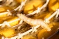 Silkworm in yellow cocoon,