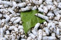 Silkworms Royalty Free Stock Photo