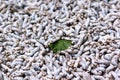 Silkworms Royalty Free Stock Photo