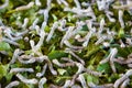 Silkworms Royalty Free Stock Photo