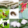Silkworms collage Royalty Free Stock Photo