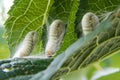 silkworms creating silk cocoons on mulberry leaves Royalty Free Stock Photo