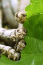 Silkworms eating mulberry leaf closeup