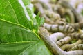 Silkworms eating mulberry leaf closeup