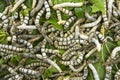 Silkworms eating mulberry leaf closeup Royalty Free Stock Photo