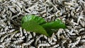 Silkworms eating mulberry leaf