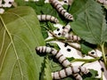 Silkworms eating mulberry leaves Royalty Free Stock Photo