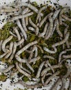Silkworms insects in the larvae form. Royalty Free Stock Photo