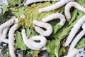 silkworms on mubbery leaves Royalty Free Stock Photo