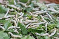 Silkworms on mulberry leaf Royalty Free Stock Photo