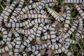 Silkworms in nature background. Royalty Free Stock Photo