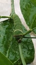 Silkworms will soon turn into cocoons