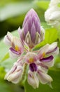 Silky Afgekia flower Afgekia sericea Craib