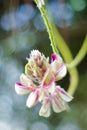 Silky Afgekia flower