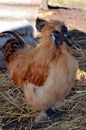 Silky Bantam Rooster