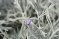 Silky eremophila Royalty Free Stock Photo