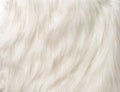 SILKY FUR TEXTURE DOG FUR Royalty Free Stock Photo