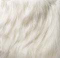 SILKY FUR TEXTURE DOG FUR Royalty Free Stock Photo