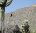 Silky Gnat catcher Perched on Tree Branch