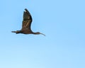 A Silky Ibis in flight Royalty Free Stock Photo