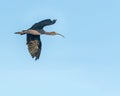 A Silky Ibis in flight Royalty Free Stock Photo