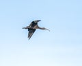 A Silky Ibis flying Royalty Free Stock Photo