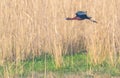 Silky Ibis in flying mode Royalty Free Stock Photo