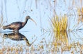 Silky Ibis in a Lake Royalty Free Stock Photo
