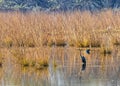 Silky Ibis in a wet land Royalty Free Stock Photo