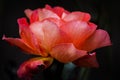 Silky light red rose flowerhead