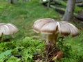 Silky soft mushroom