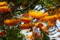 California Garden Series - Silky Oak - Grevillea robusta - Proteaceae