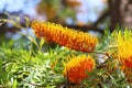 California Garden Series - Silky Oak - Grevillea robusta - Proteaceae Royalty Free Stock Photo