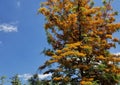 Spring Bloom Series - Silky Oak Tree blooming in San Diego